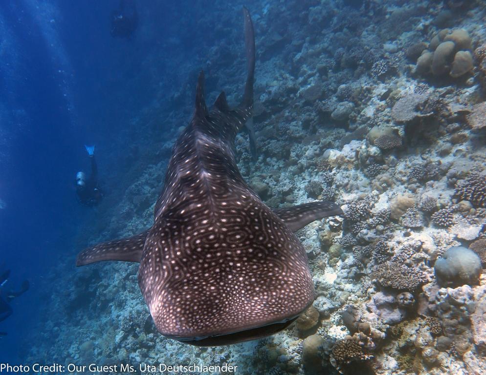 Boutique Beach All Inclusive Diving Hotel ديجوراه المظهر الخارجي الصورة